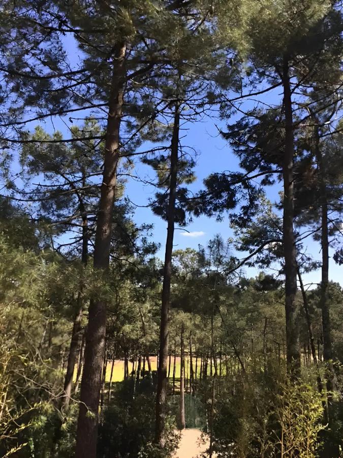 Un Nid Dans La Pinede Holiday home *